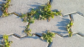 Sipajte ovo na korov i nestaće do sutra! Uništava ga bolje od bilo koje hemije