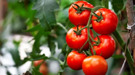 POVEĆAJTE PRINOS PARADAJZA Zaboravite na đubrivo, treba vam samo ovaj sastojak iz kuhinje