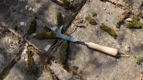 Mahovina vam je okupirala dvorište? Evo kako da je zauvek uklonite bez skupih sredstava