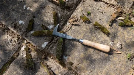 Mahovina vam je okupirala dvorište? Evo kako da je zauvek uklonite bez skupih sredstava