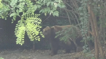 MEDVED UBIO ŽENU U ŠUMI: Ščepao je dok je telefonom razgovarala sa sinom! Hitne službe zatekle ZASTRAŠUJUĆI prizor 