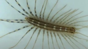 ZAUVEK SE REŠITE OVIH GADOSTI Ovo su razlozi zbog kojih vam se STONOGE pojavljuju u kući