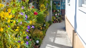 Raste u skoro svakom dvorištu, a niko ne zna kakvo je blago! Kada saznate, čuvaćete ga kao oči u glavi