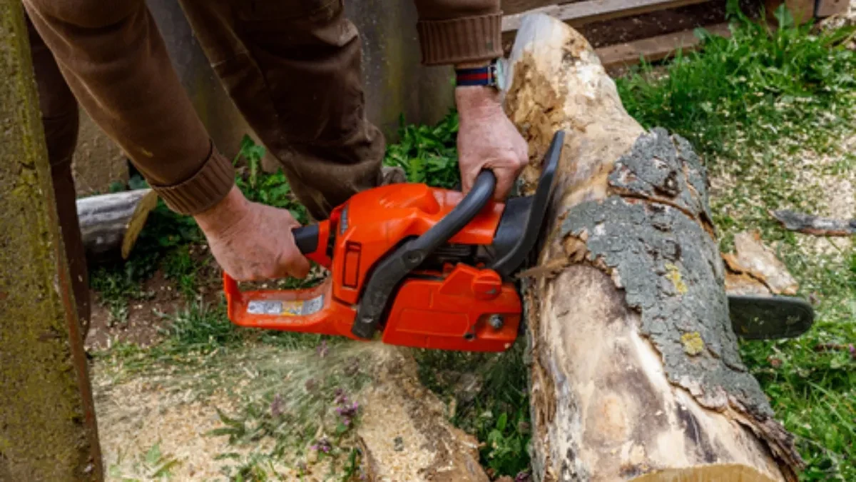HOROR OTKRIĆE IZ ŠUME! Ono što je bilo sakriveno u drvetu tera jezu niz kičmu!