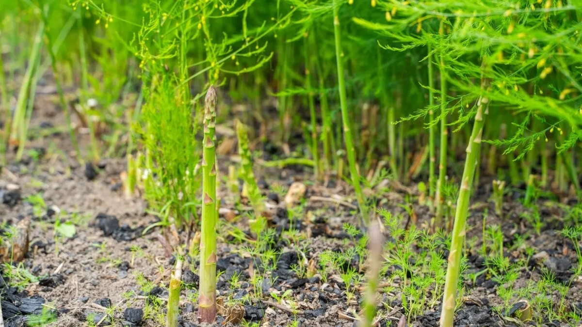 Povrće koje donosi zaradu od 20.000 evra po hektaru: Jednom se posadi, a profit stiže 20 godina