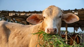 VIC DANA Kako se čovek rešava kravljeg ludila?