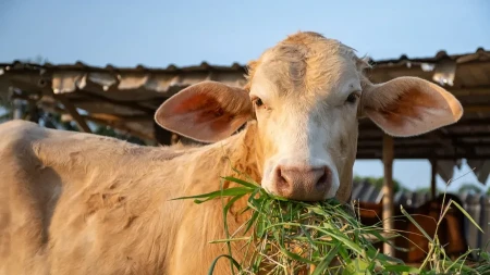 VIC DANA Kako se čovek rešava kravljeg ludila?
