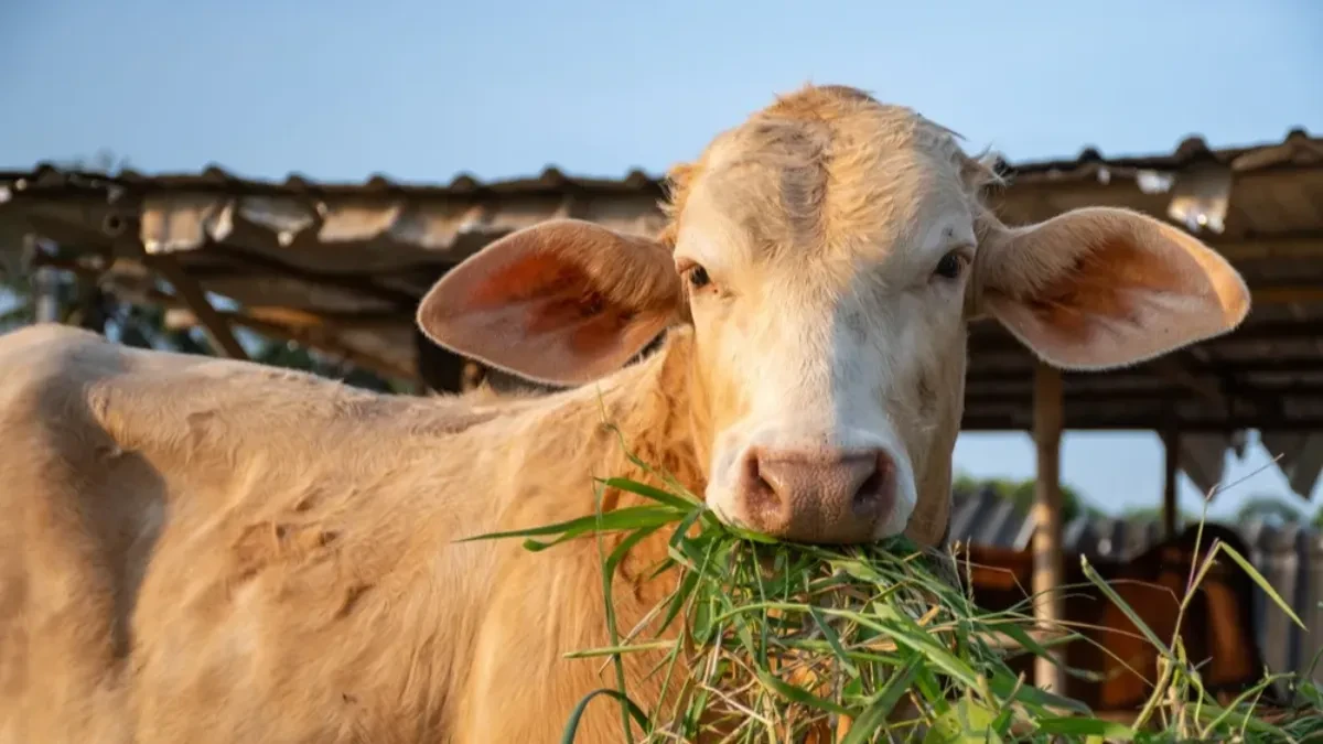 VIC DANA Kako se čovek rešava kravljeg ludila?