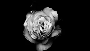 PREMINULA ĆERKA POZNATOG PESNIKA U 32. GODINI Porodica neutešna i slomljena!