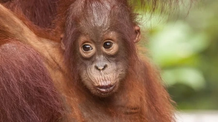 MAMA ORANGUTAN RAZNEŽILA CEO SVET Emotivne scene iz zoo vrta postale viralne