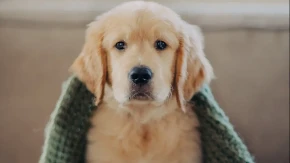 ŠTENE UGLEDALO SVOJ ODRAZ U OGLEDALU, PA SE SKROZ ZBUNILO Pogledajte - video je hit