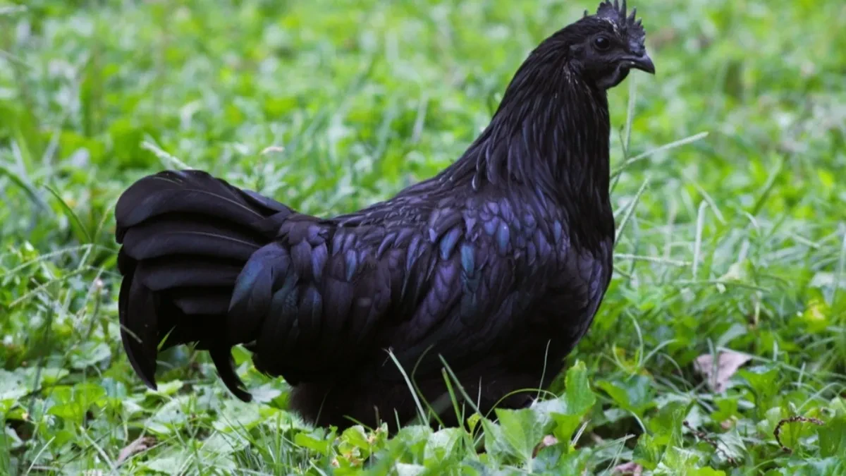 NAJSKUPLJA KOKOŠKA NA SVETU PRODAJE SE PO ASTRONOMSKOJ CENI Potpuno je crna, ukus je fenomenalan, a jaja su OVE boje