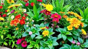 Košta jedva 30 dinara, a efekat ogroman: Moćni rastvor posle kog sobne i dvorišne biljke polude od cvetanja