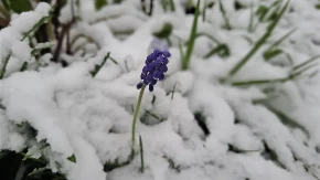 HLADNI ŠOK USRED PROLEĆA: Usevi na meti mraza!  Za 1. maj stiže novi udar!