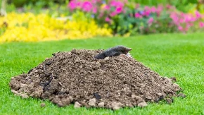 Krtice će pobeći daleko od vašeg dvorišta: Posadite ove biljke, ne podnose njegov miris!