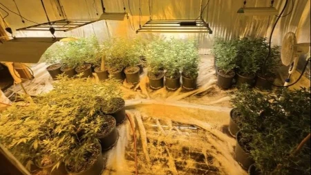 ZA NEVERICU! Žena imala pet laboratorija za uzgoj droge