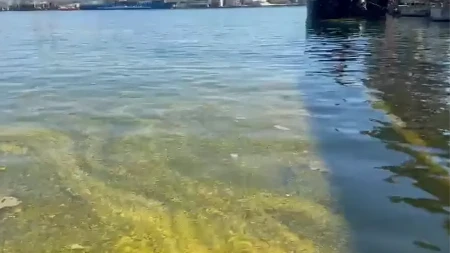 „APOKALIPSA NA CRNOM MORU!“ Ulje guši sve pred sobom – scena kao iz horora!