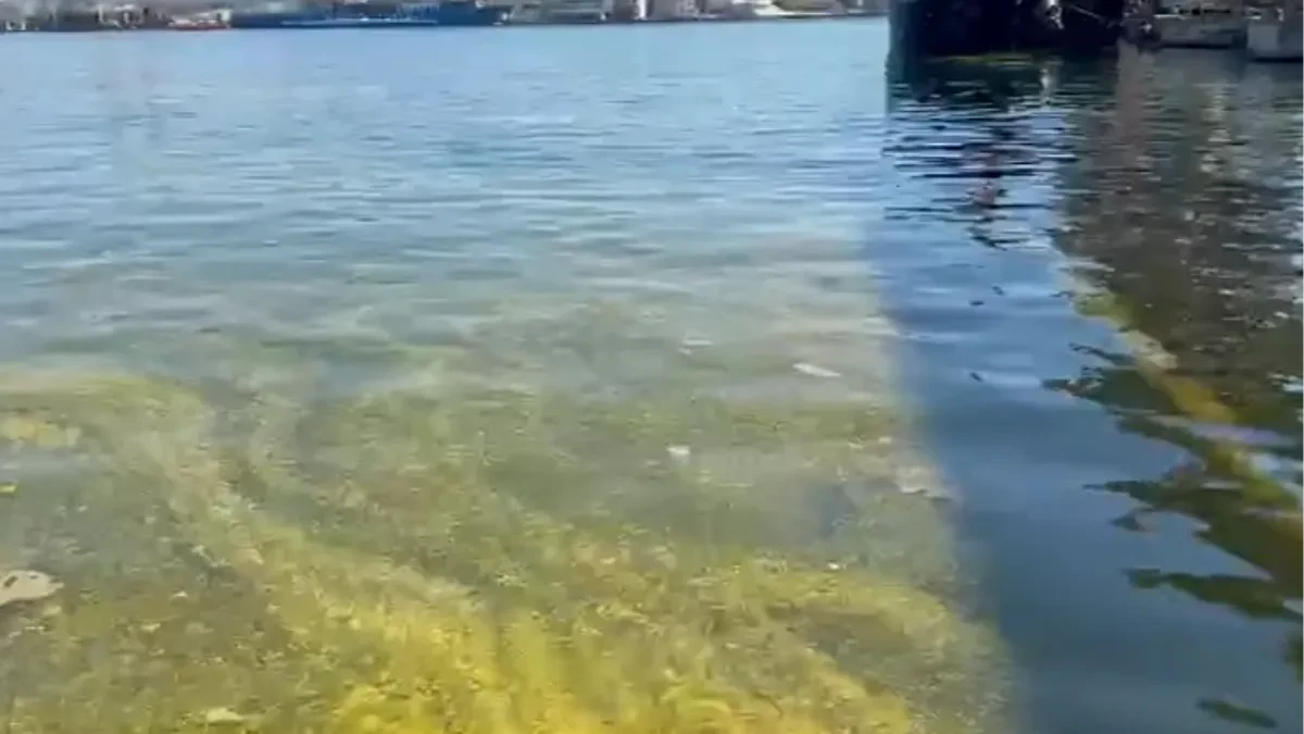 „APOKALIPSA NA CRNOM MORU!“ Ulje guši sve pred sobom – scena kao iz horora!