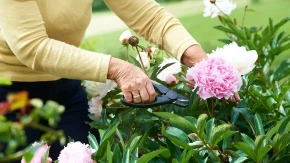 Cvetaju kao ludi mesecima, ali morate ih samo dobro posaditi: Evo šta božur voli, kada im to ispunite, nema potrebe da ga lickate non-stop