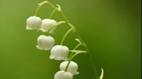 OVE BILJKE MOGU BITI SMRTONOSNE Mnogi ih sade a NEMAJU POJMA da su OTROVNE i jako opasne!