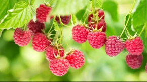 U SEPTEMBRU ĆETE IMATI PRVE PLODOVE Detaljan vodič za sadnju MALINA, možete ih gajiti i na TERASI 