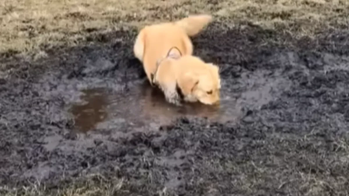 KAD GOD NAĐE BLATO - URONI U NJEGA Retriver koji obožava kaljugu postao je internet hit