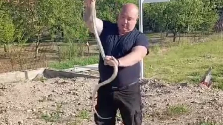ZMIJA DUGA SKORO 2 METRA IZVUČENA IZ BETONA KOD RESTORANA Vladica izvukao "kapitalca" SILA