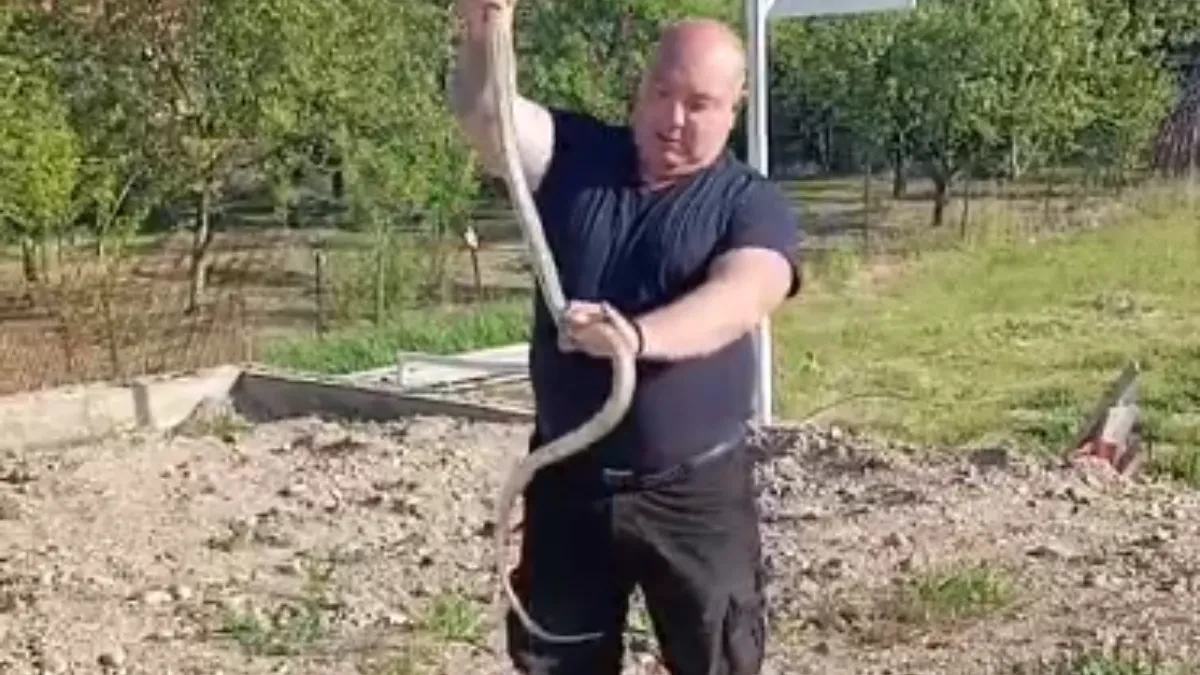 ZMIJA DUGA SKORO 2 METRA IZVUČENA IZ BETONA KOD RESTORANA Vladica izvukao "kapitalca" SILA