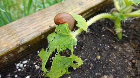 Beže od ovoga kao đavo od krsta: Kako isterati puževe iz bašte da ne upropaste sve?