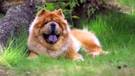 Šokiraćete se: Ovo su razlozi zbog kojih vaš pas jede IZMET i travu 