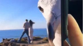 PAR SNIMAO ROMANTIČAN TRENUTAK PROSIDBE, PTICA SE ZAGLEDALA U KAMERU Video je hit na mrežama - ljudi plaču od smeha