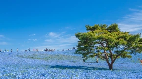 PLANINU JE PREKRILO 5 MILIONA PLAVIH CVETOVA Nestvaran prizor može se videti do kraja maja, samo na jednom mestu