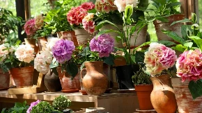 OVU BILJKU NIKADA NE SADITE U SAKSIJI Poslušajte reči iskusnog baštovana