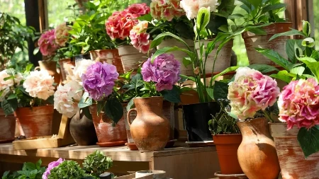 OVU BILJKU NIKADA NE SADITE U SAKSIJI Poslušajte reči iskusnog baštovana