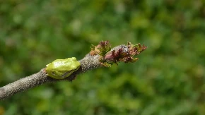 OTKRIVENA NOVA VRSTA ŽABE Ima "torbu" na leđima u kojoj nosi mlade