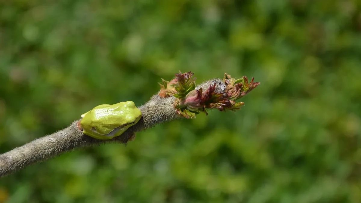 OTKRIVENA NOVA VRSTA ŽABE Ima "torbu" na leđima u kojoj nosi mlade