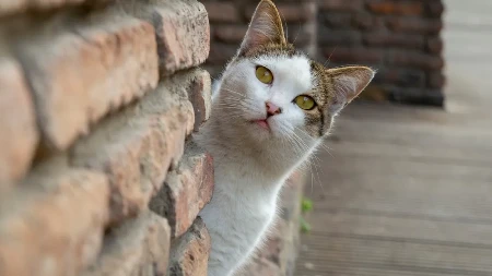 MAČKA NESTALA PRE 4 GODINE, A ONDA ŠOK: Vlasnica izgubila svaku nadu, a onda je stigao POZIV KOJI MENJA SVE!