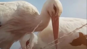 KLEPETAN SE VRATIO, ALI NIŠTA VIŠE NIJE ISTO: Emotivan povratak rode rasplakao ceo region! (FOTO)