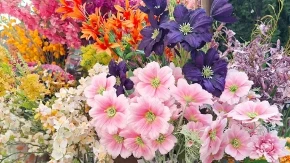 Cvet koji je nemoguće uništiti: Širi se kao korov, podnosi vrućinu – što ga manje zalivate, sve je lepši