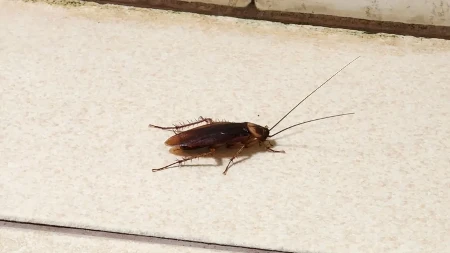 OD OVOG SREDSTVA BUBAŠVABE BEŽE KAO ĐAVO OD KRSTA! Ne sadrži HEMIJU, a kad ga POJEDU SLEDI IM PAKAO