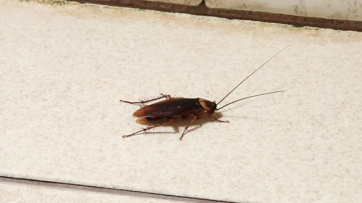 OD OVOG SREDSTVA BUBAŠVABE BEŽE KAO ĐAVO OD KRSTA! Ne sadrži HEMIJU, a kad ga POJEDU SLEDI IM PAKAO