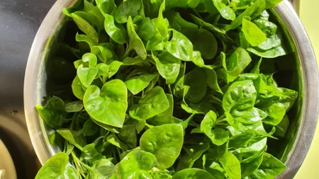 Ova biljka proglašena je najzdravijom na svetu, a kod nas je skoro niko ne jede: Stručnjaci tvrde da je bolja od cvekle, blitve i spanaća