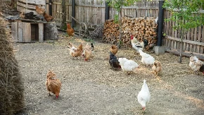 Ukrajinci ulažu u piliće - živinarski sektor jača uprkos krizi i ratnim izazovima