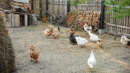 Ukrajinci ulažu u piliće - živinarski sektor jača uprkos krizi i ratnim izazovima