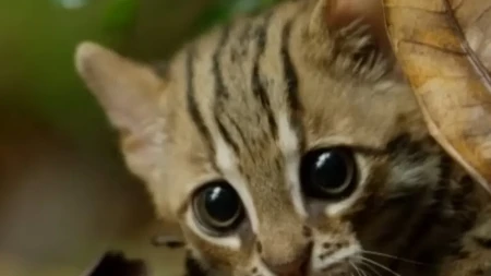 Izgleda kao mače, ali je opasan predator: Ovo je najmanja divlja mačka na svetu!