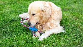 Oči mu se sklapaju, a ne ispušta omiljenu igračku Simpatičan retriver nasmejao ljude na mrežama 