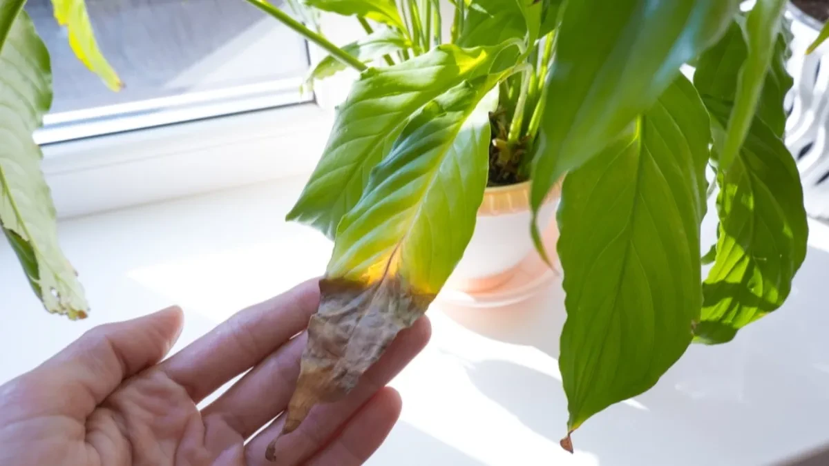 Sobne biljke venu i suše se? Evo šta možete da uradite - uz nekoliko trikova ćete ih lako vratiti u život