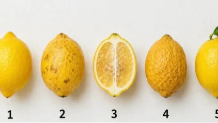 Hit test zaludeo ljude na nrežama Izaberite najprivlačniji limun - otkrijte šta vam zagorčava život