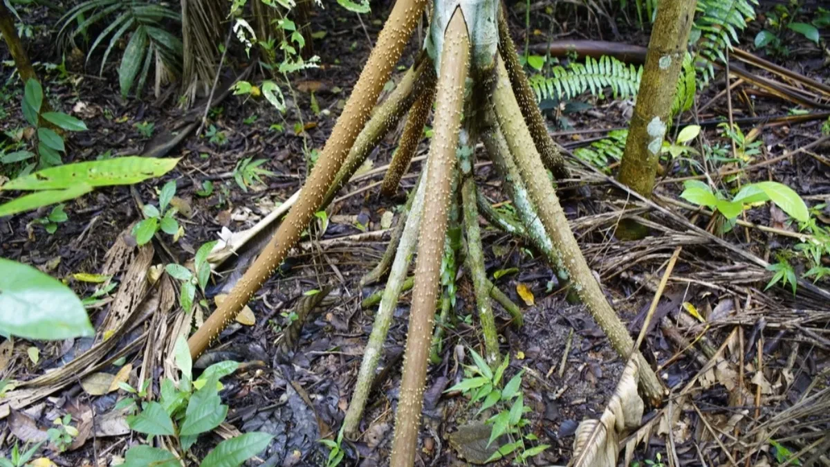 Da li ste čuli za drvo koje hoda? Ljudi tvrde da se pomera kroz prašumu - naučnici otkrili šta je prava istina