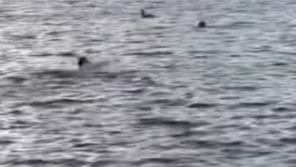 Drama u ledenoj reci Pas je skočio u vodu jureći patke, vlasnik skočio za njim - posle par trenutaka nije osećao ni ruke ni noge